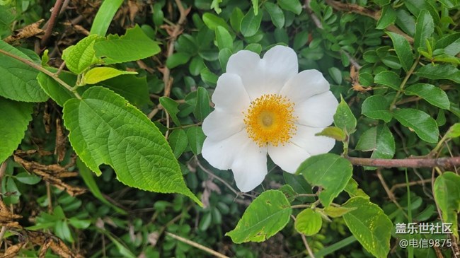 【拥抱自然】野花