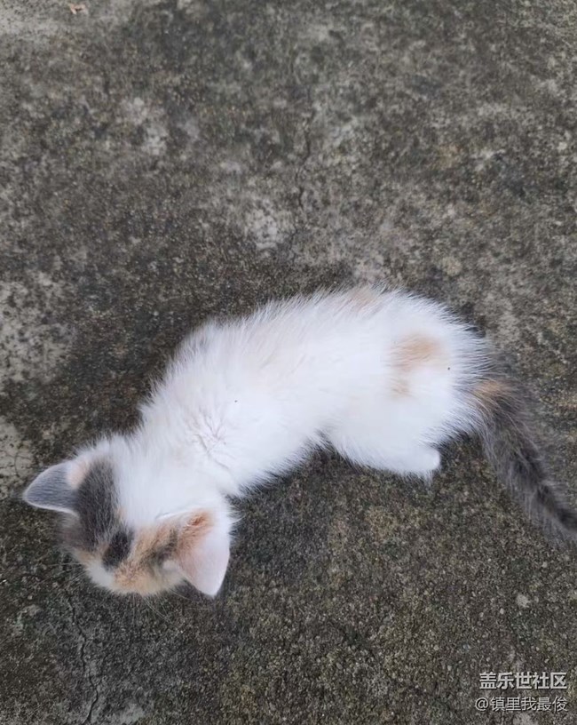 【我的毛孩子】小猫