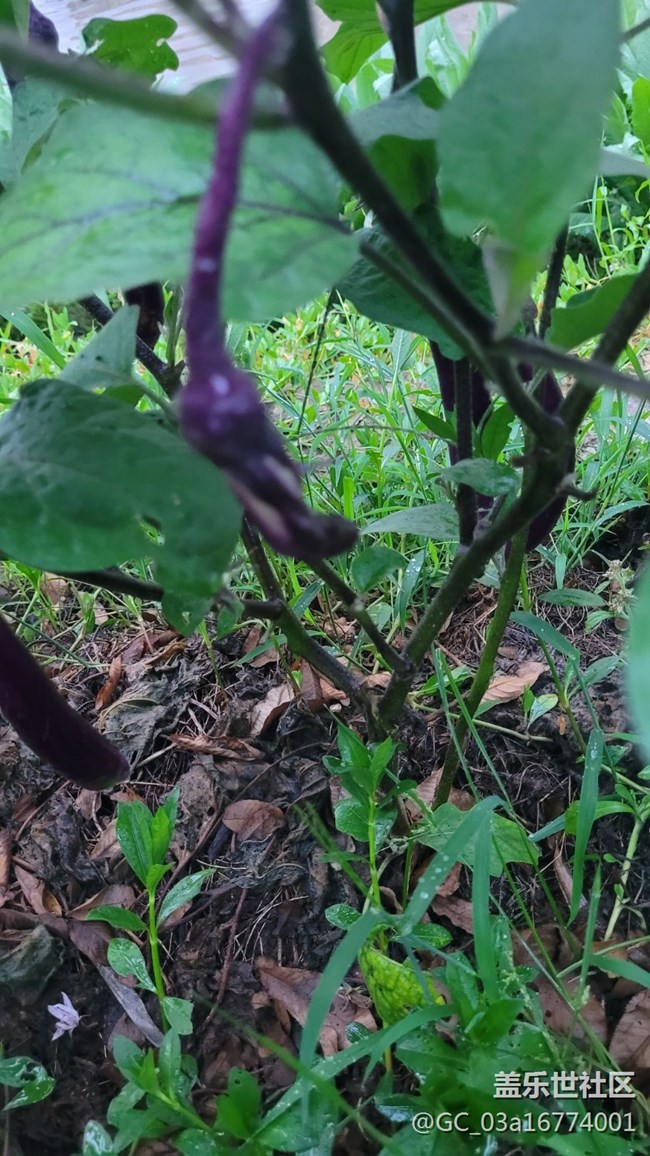 【夏日果实】茄子