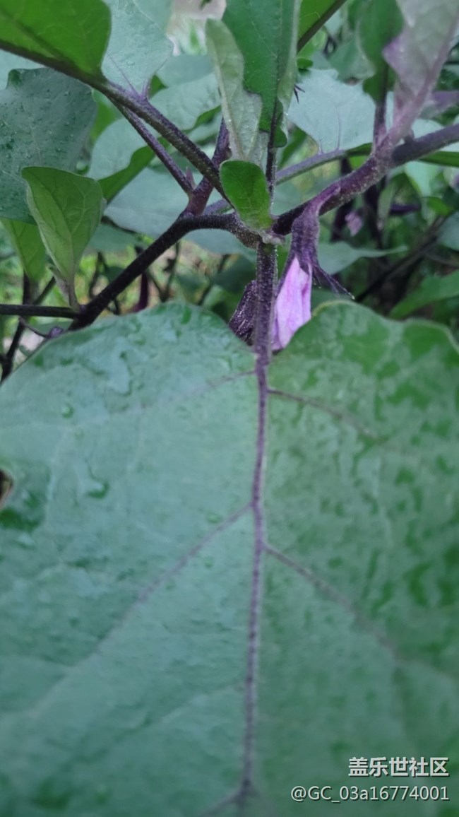 【夏日果实】茄子