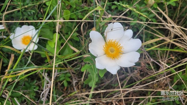 【拥抱自然】野花