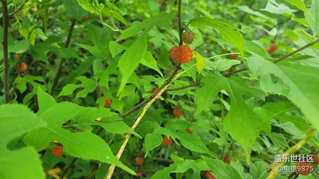 【夏日果实】红野果