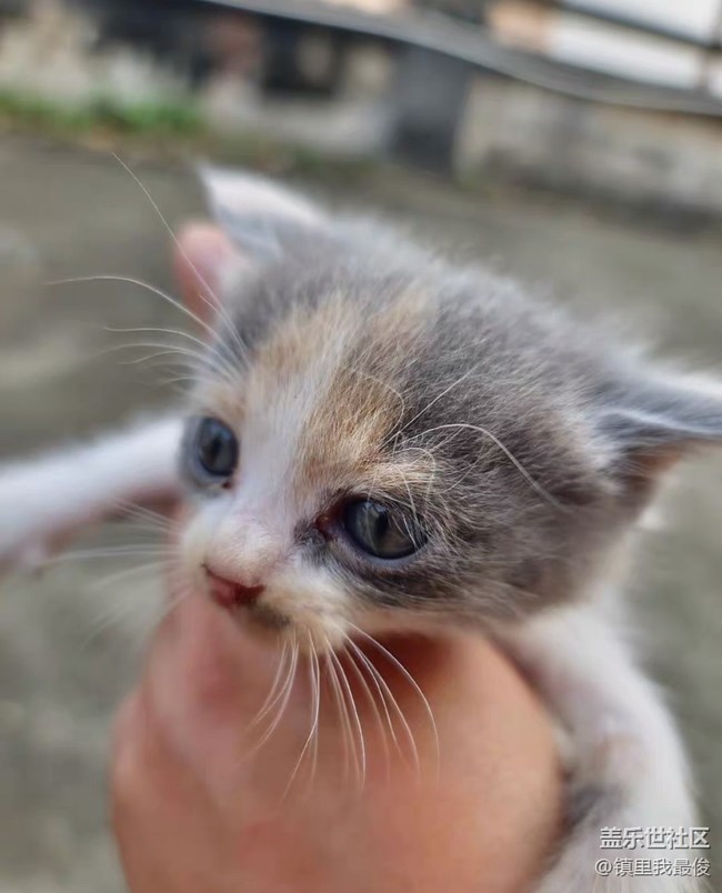 【我的毛孩子】小猫