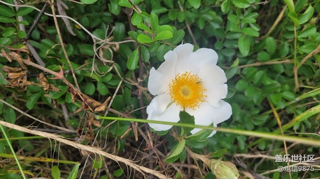 【拥抱自然】野花