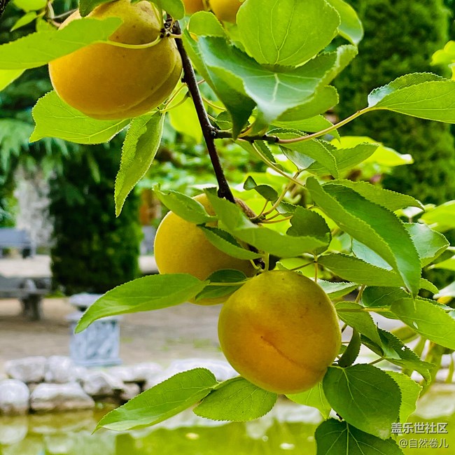 【夏日果实】果燃不一样