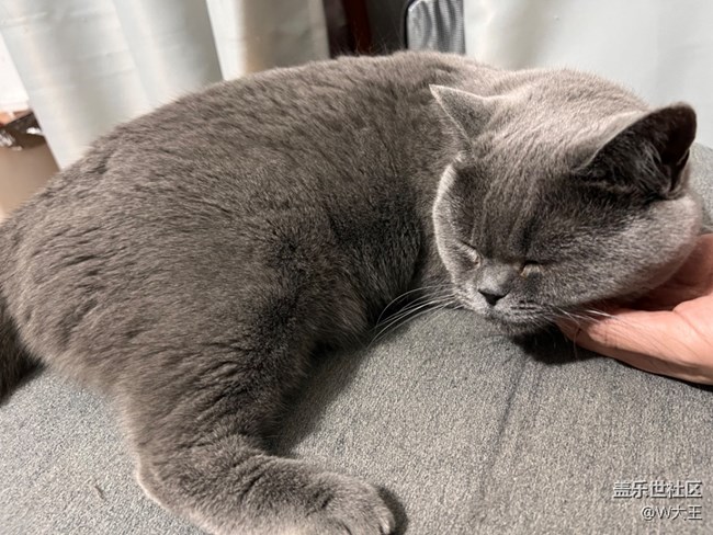 【我的毛孩子】+小猫咪