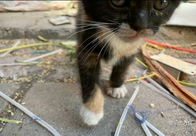 【我的毛孩子】流浪猫
