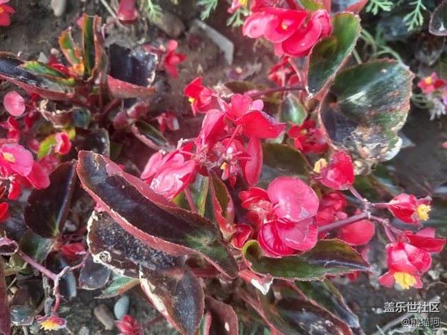 【拥抱自然】鸟语花香