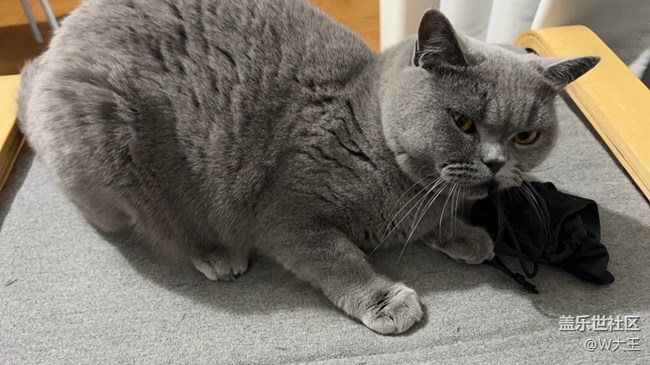【我的毛孩子】+小猫咪