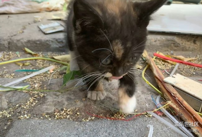 【我的毛孩子】流浪猫