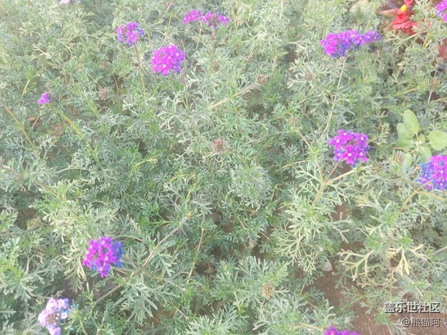 【拥抱自然】鸟语花香