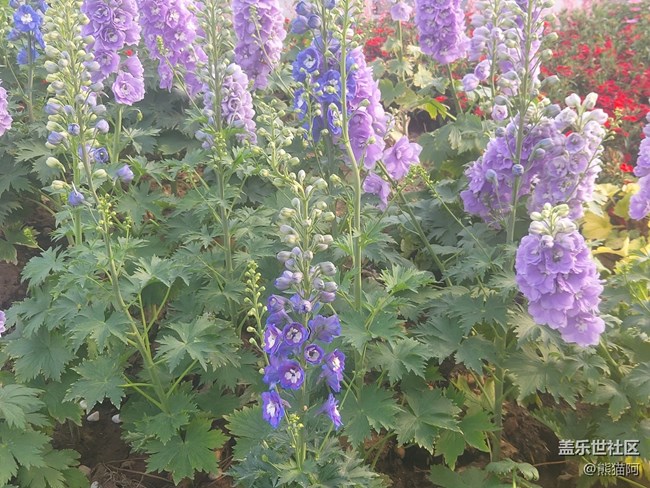 【拥抱自然】鸟语花香