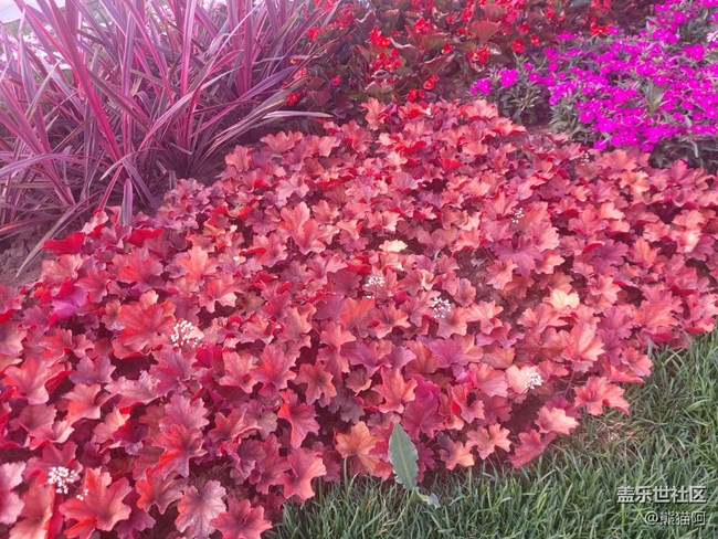 【拥抱自然】鸟语花香