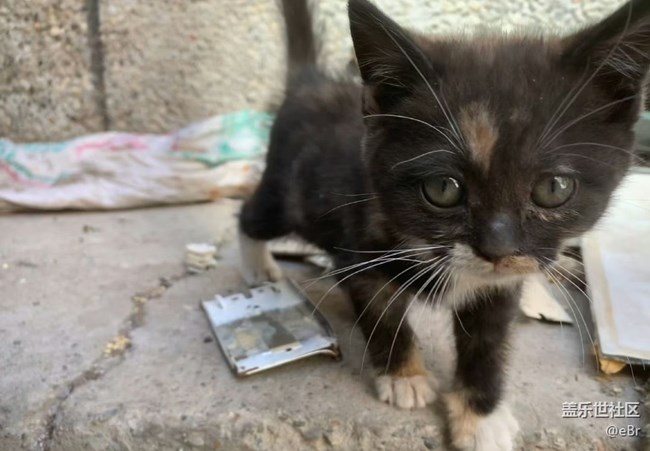 【我的毛孩子】流浪猫