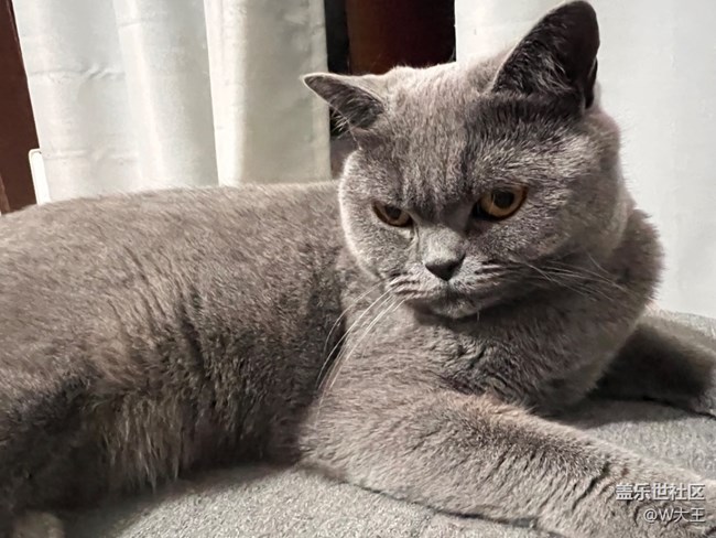 【我的毛孩子】+小猫咪