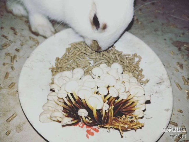 【我的毛孩子】兔兄