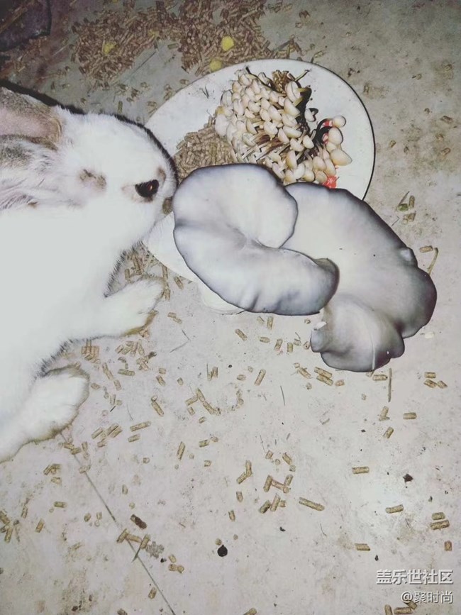 【我的毛孩子】兔兄