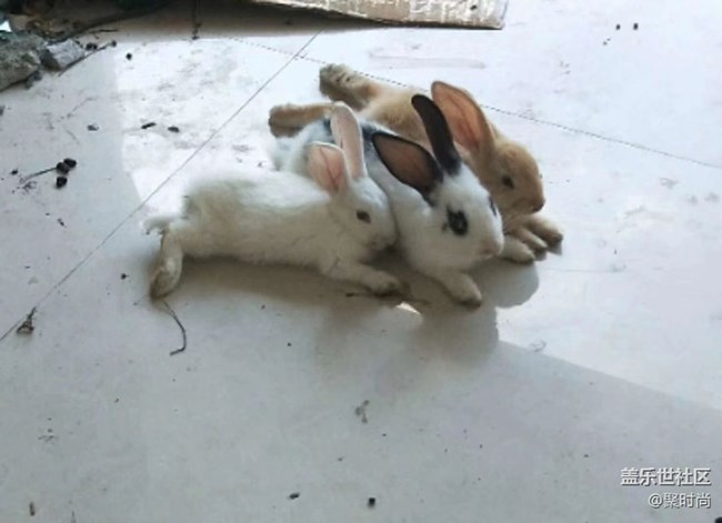 【我的毛孩子】兔兄