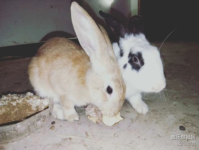 【我的毛孩子】兔兄