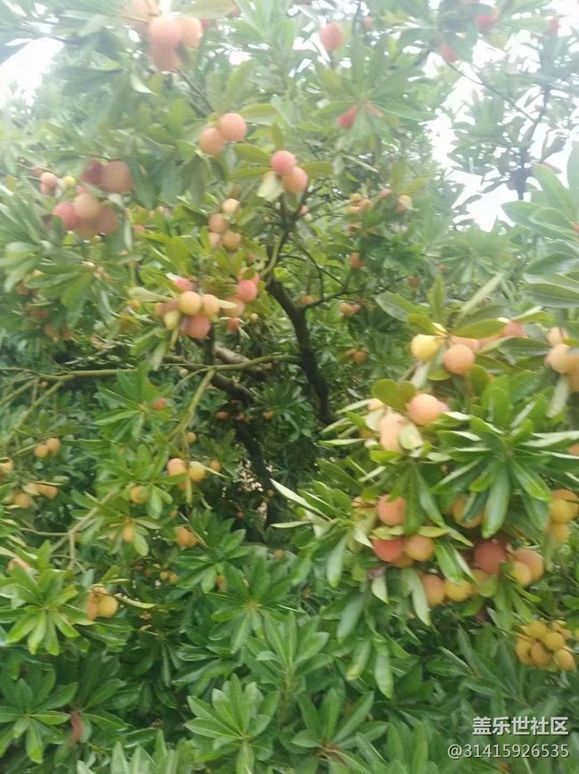【夏日果实】水晶杨梅
