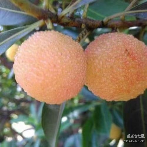 【夏日果实】水晶杨梅