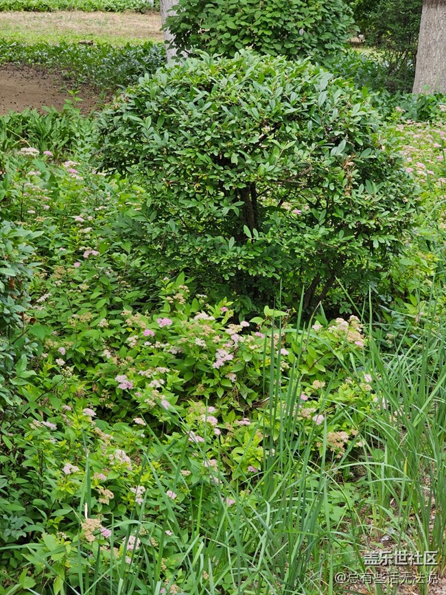 【珍贵的一天】拍拍花花草草树树