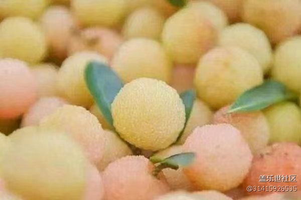 【夏日果实】水晶杨梅