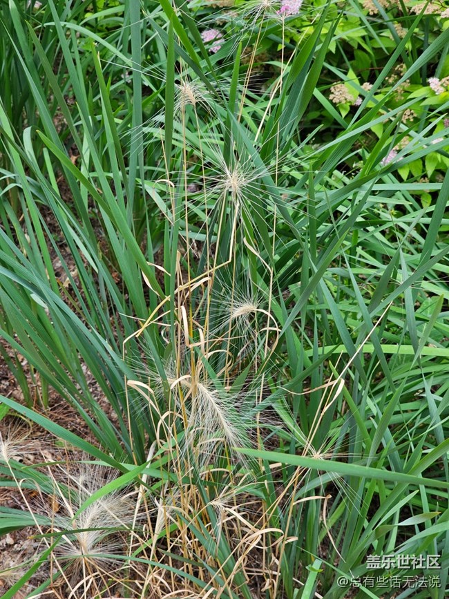 【珍贵的一天】拍拍花花草草树树