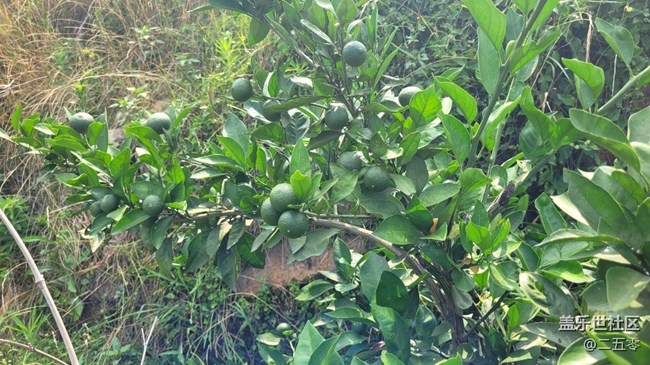 【夏日果实】橘子