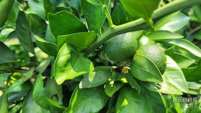 【夏日果实】橘子