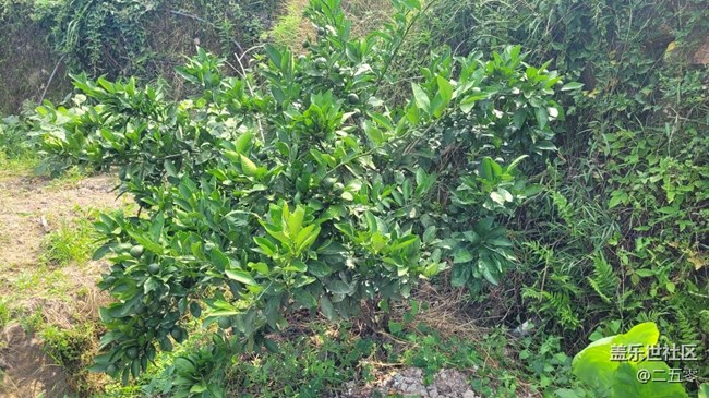 【夏日果实】橘子