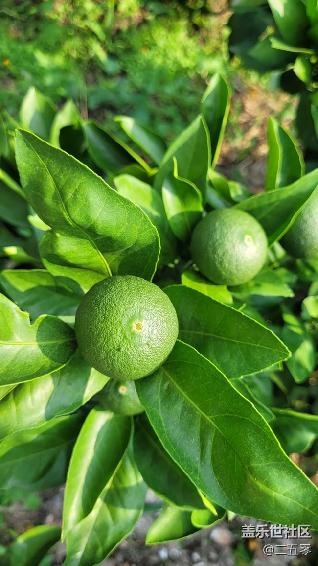 【夏日果实】橘子