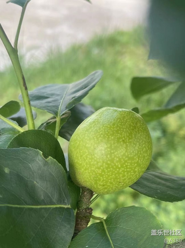 【夏日果实】结果了