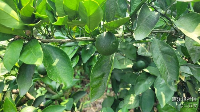 【夏日果实】橘子