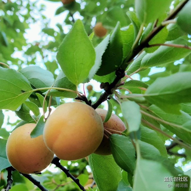 【夏日果实】果实
