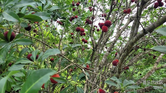 【我拍了拍夏天】夏季水果