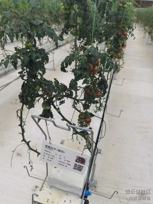【夏日果实】番茄基地