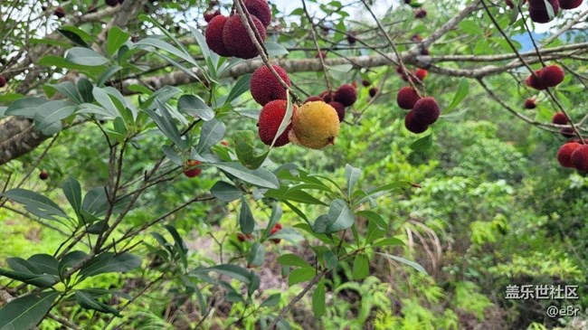 【我拍了拍夏天】夏季水果