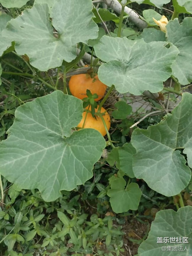 【夏日果实】南瓜