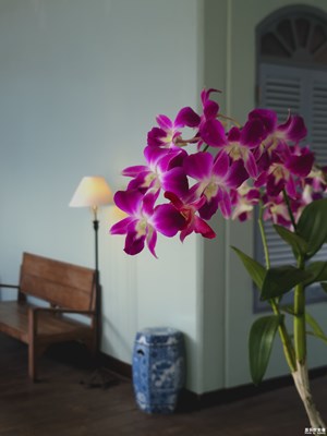 【镜头里的夏天】鲜花