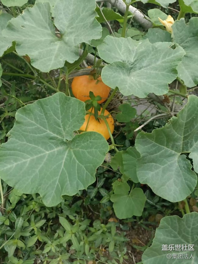 【夏日果实】南瓜
