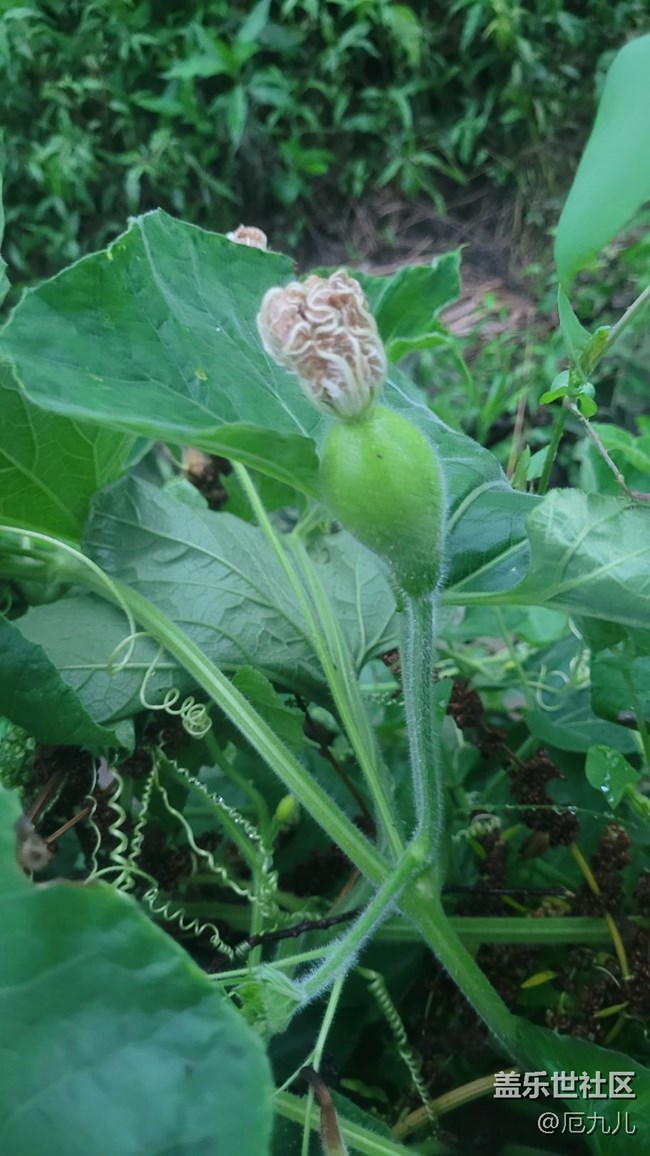 【夏日果实】葫芦
