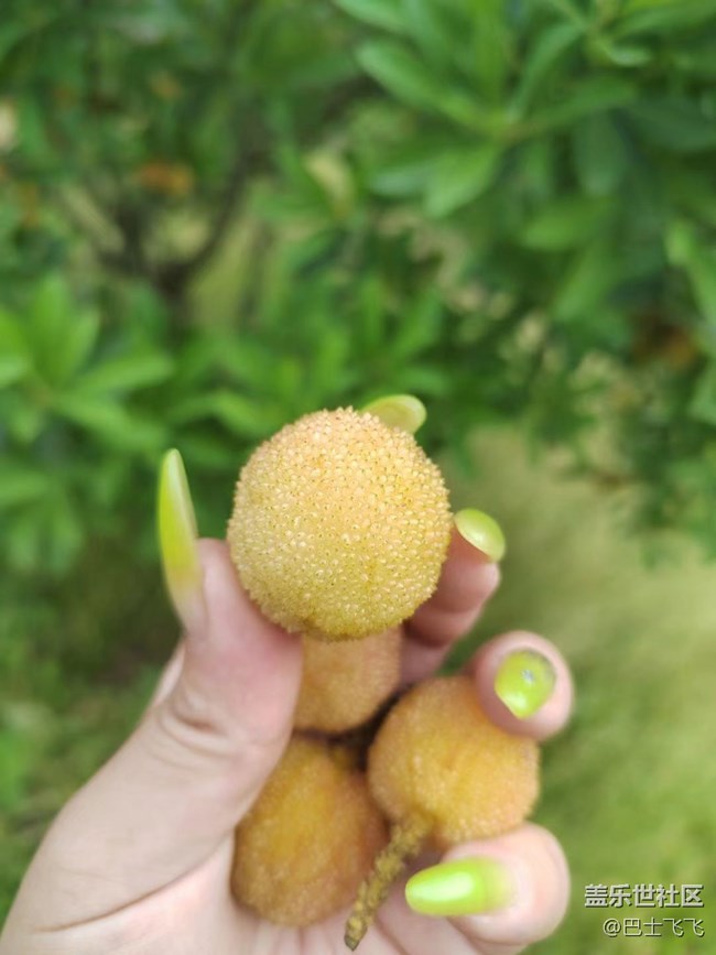 【我拍了拍夏天】白杨梅