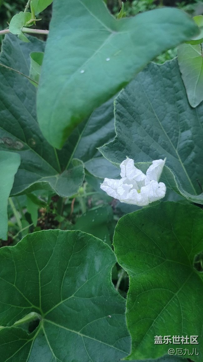 【夏日果实】葫芦