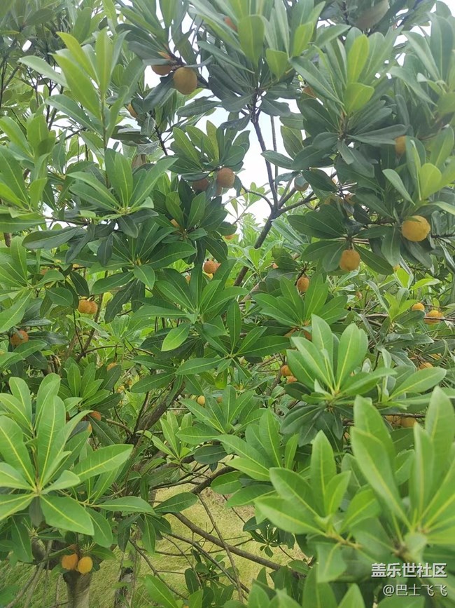 【我拍了拍夏天】白杨梅