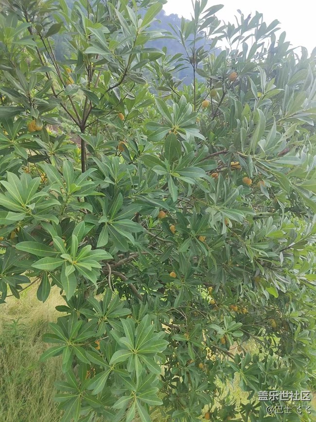 【我拍了拍夏天】白杨梅