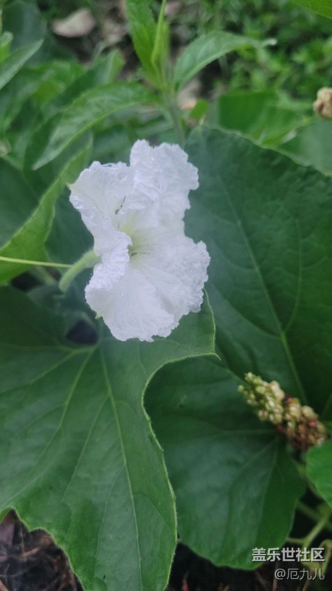 【夏日果实】葫芦