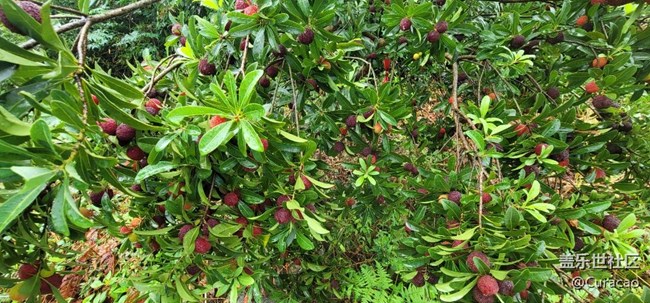 【618杨梅采摘乐】这次活动yyds