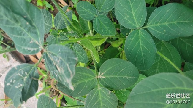 【夏日果实】毛豆