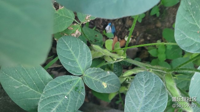 【夏日果实】毛豆